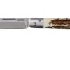 Fallkniven GPs Gentleman's Pocket Knife Stag Horn -Knife Haven Sales FKGPS 01 fallkniven fkgps 01