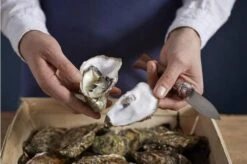 Opinel Oyster Knife No 09 -Knife Haven Sales OP001616 07 opinel oestermes op001616 08